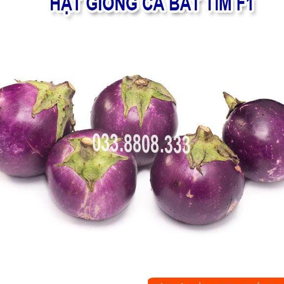 HẠT GIỐNG CÀ BÁT TÍM QUẢ TRÒN - CÀ DỄ TRỒNG TẠI NHÀ