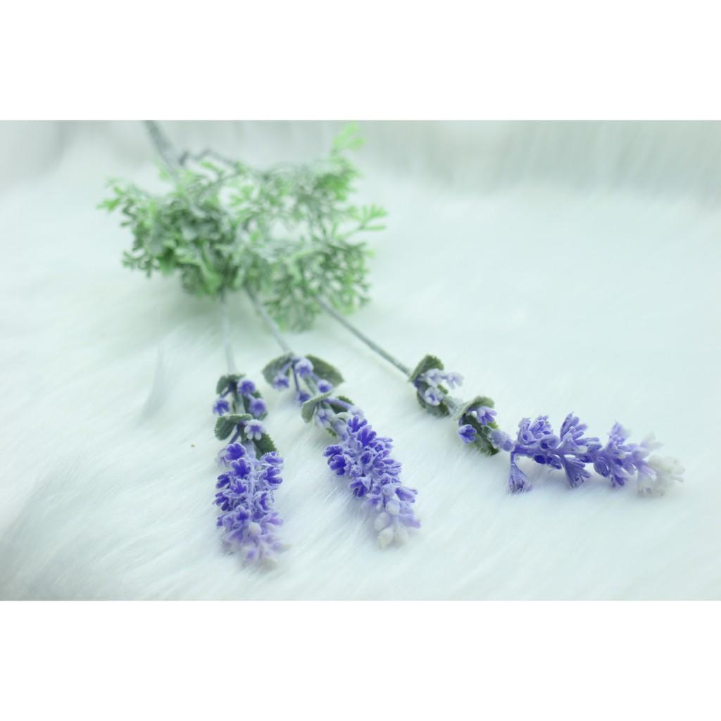 Cành hoa lavender tím phủ phấn