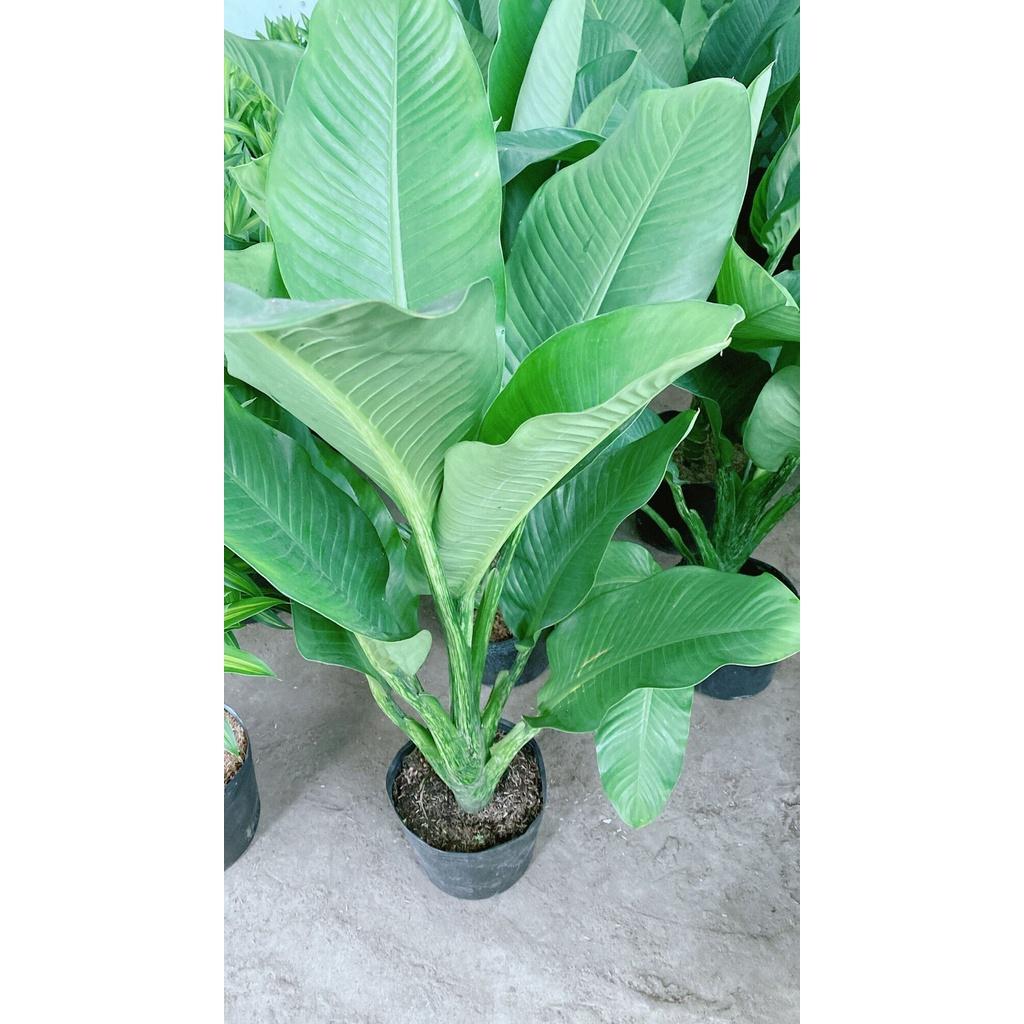 Cây Đại Phú Gia