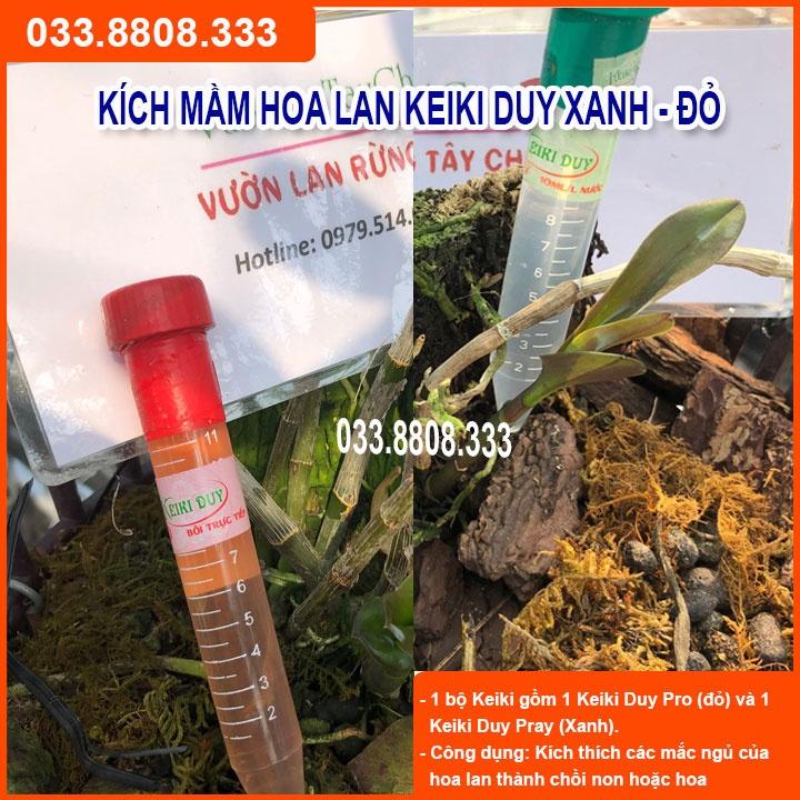 BỘ KEIKY XANH VÀ KEIKY ĐỎ DÙNG KÍCH MẦM HOA - CHUYÊN TRỒNG LAN