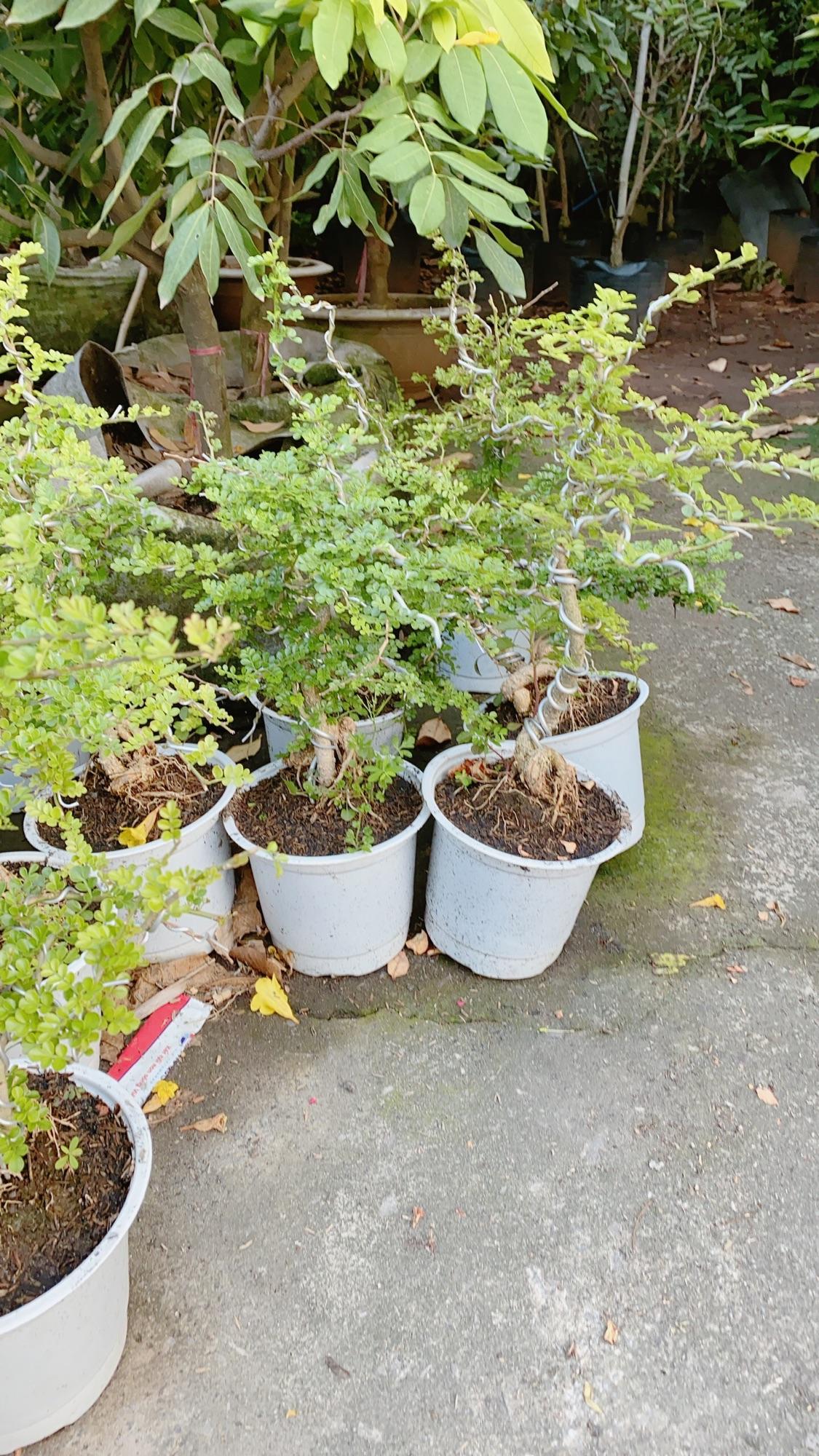 Cây Cần Thăng Bonsai Trung