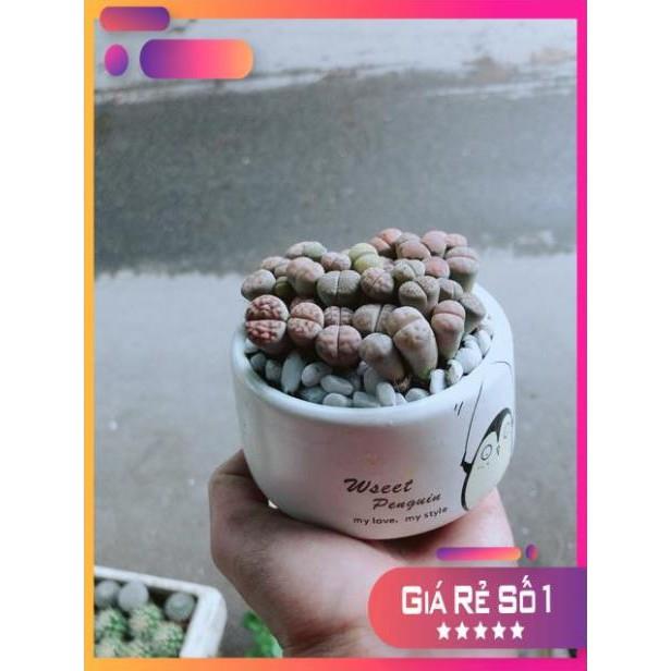 Chậu Cây Thạch Lan