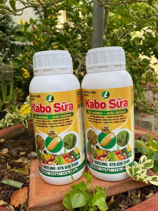 Phân bón lá KABO SỮA - SIÊU TO ĐÒNG, DÀI BÔNG