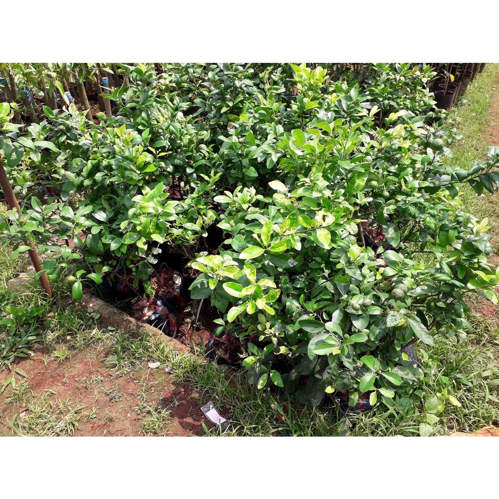 CÂY GIỐNG CHANH TỨ QUÝ