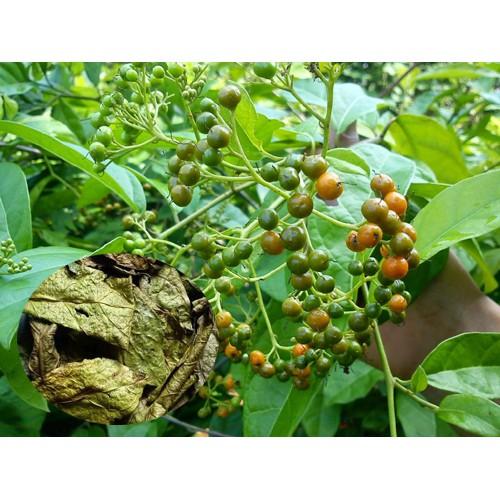 - Cây xạ đen với 5 công dụng thân kì