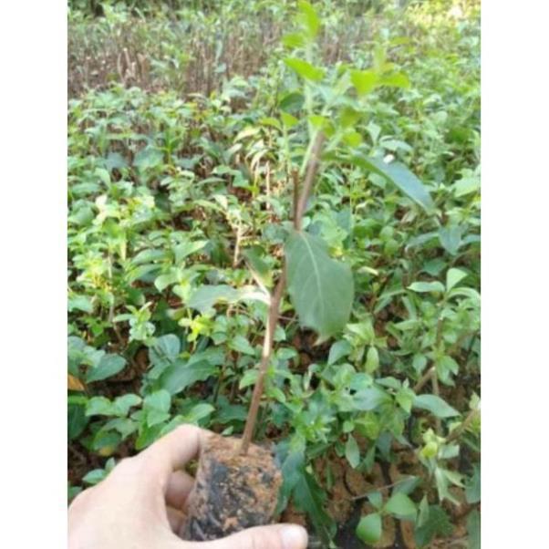 Cây tường vi