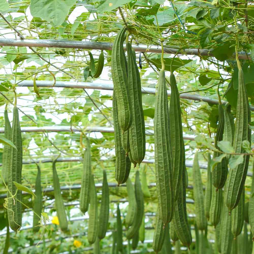 Hạt giống mướp khía F1 Thái Lan CT32 - Gói 10 hạt