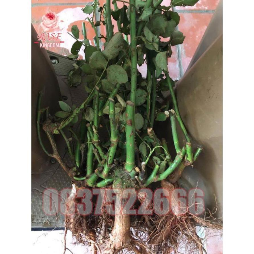 GỐC HOA HỒNG NGOẠI ĐỦ MÀU - GỐC TO MẬP