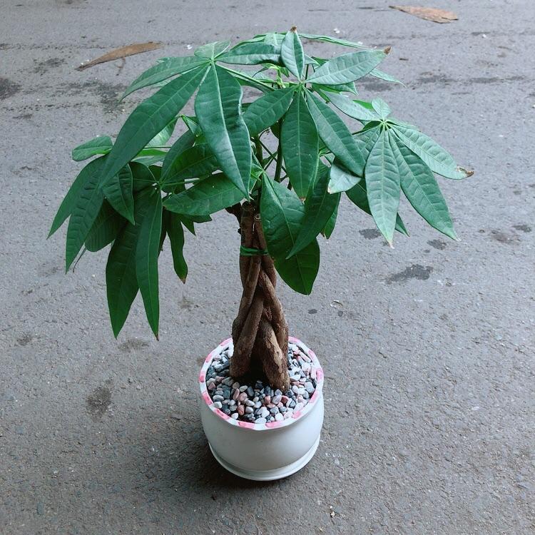 Chậu Cây Kim Ngân Thắt Bính 5 Thân