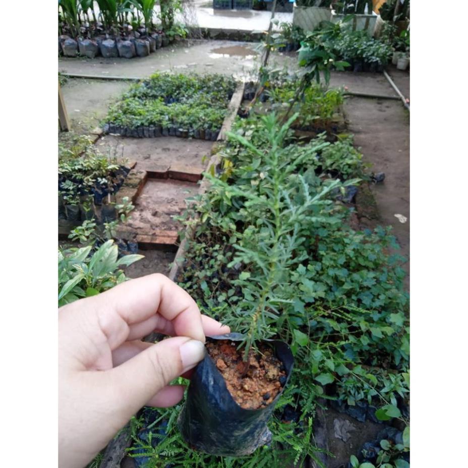 Cây giống trắc bách diệp vừa làm cảnh - Đơn hàng thanh toán trước tặng 1 lọ siêu kích rễ
