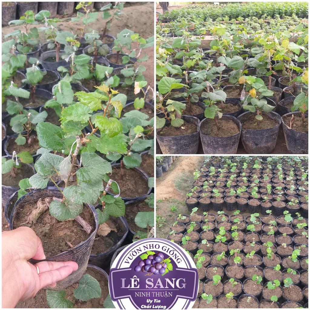 Cây Giống Nho Kẹo