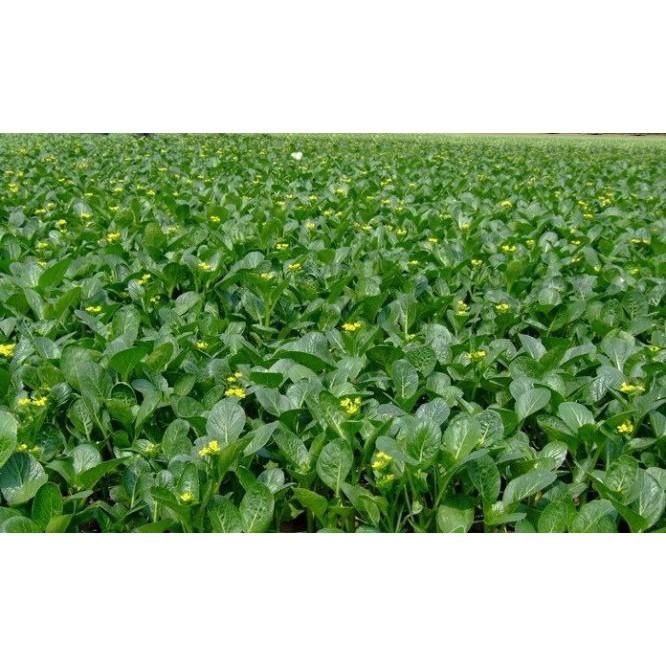 Hạt Giống Rau Cải Ngồng 20Gr - Phú Nông Seeds - Shop Phân Bón và Hạt Giống