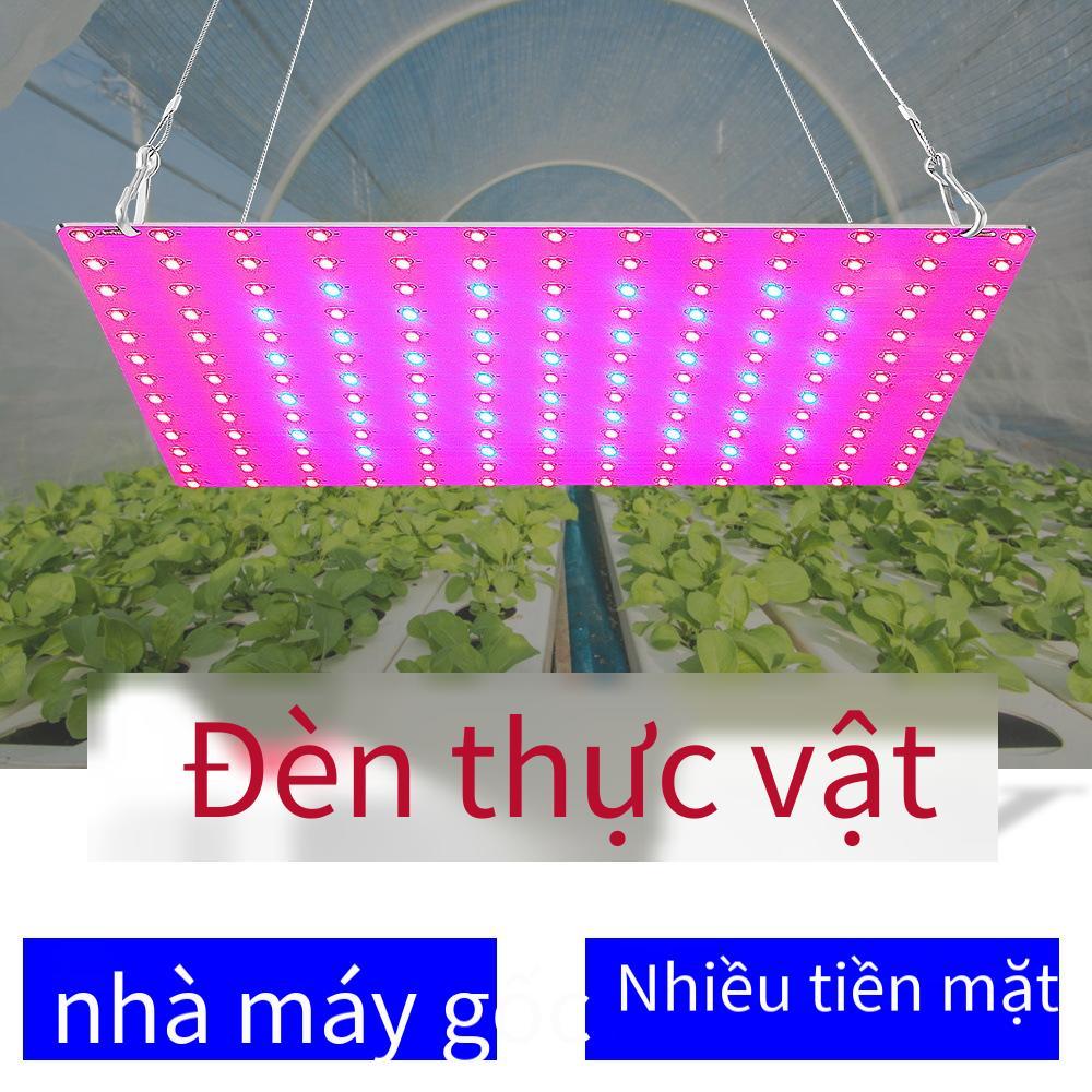 Đảm bảo chất lượng bán hàng trực tiếp Đèn LED trồng cây đèn bảng lượng tử quang phổ đỏ và xanh dương cây mọng nước tăng trưởng lấp đầy ánh sáng đèn trồng cây trong nhà
