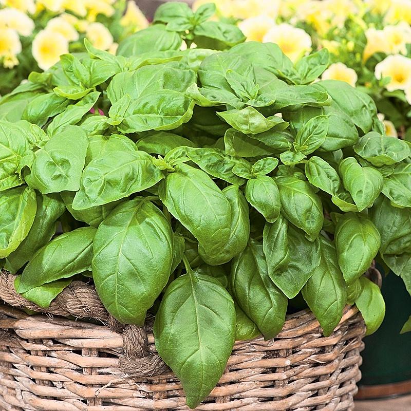 Hạt giống Basil gói 2gr - Chịu nhiệt, rất dễ trồng