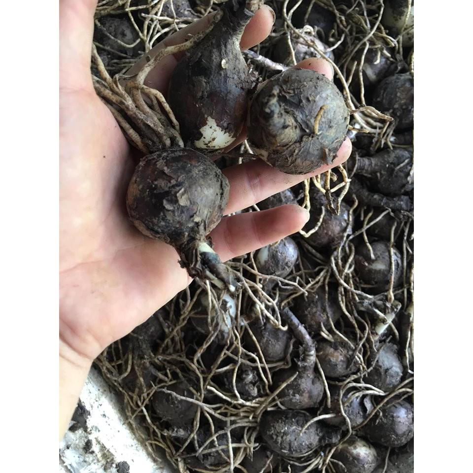 1 củ giống hoa bỉ ngận màu cam
