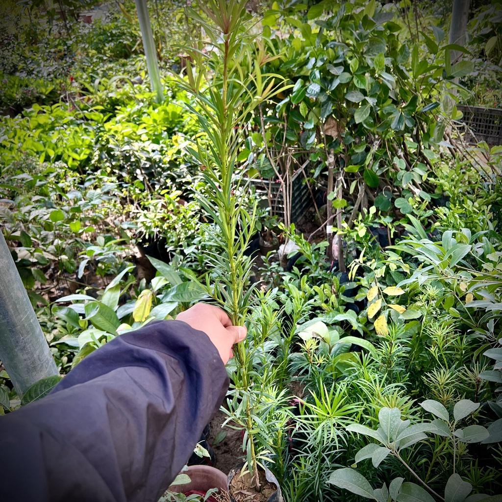 Cây tùng la hán giống cao 50 cm .