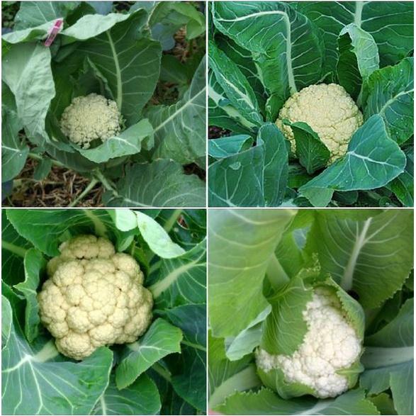 Hạt Giống Súp Lơ Trắng ,Bông Cải Trắng dể trồng f1- gói 0,2 Gram-tặng kèm gói phân bón lót