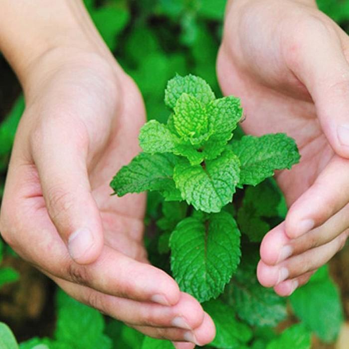 0.1g Hạt Giống Húng Bạc Hà