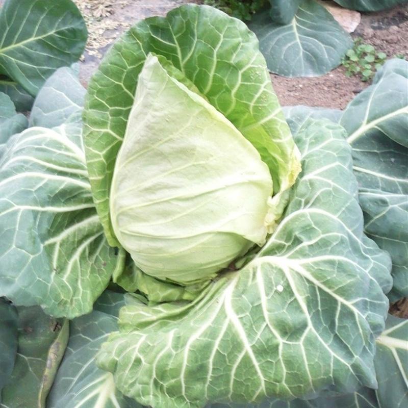 Hạt giống bắp cải trái tim xanh F1 KNS309 - Gói 30 hạt