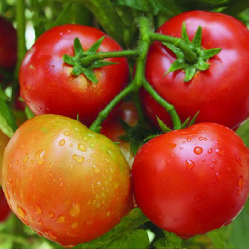 Hạt giống Cà chua đỏ quả to F1 - Nảy mầm cao Titapha