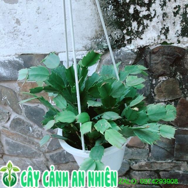 Chậu Cây Càng Cua