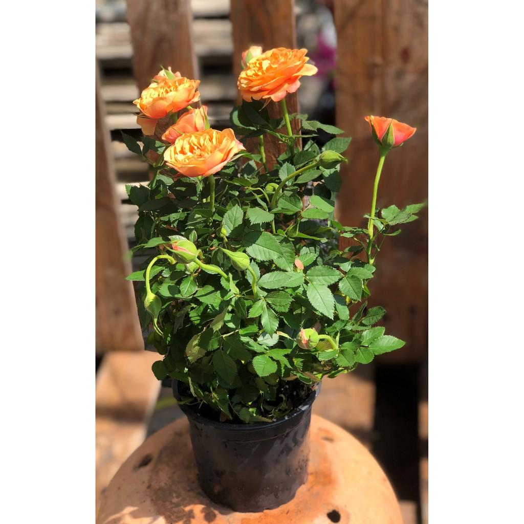 Chậu Hồng siêu nụ màu cam cá hồi