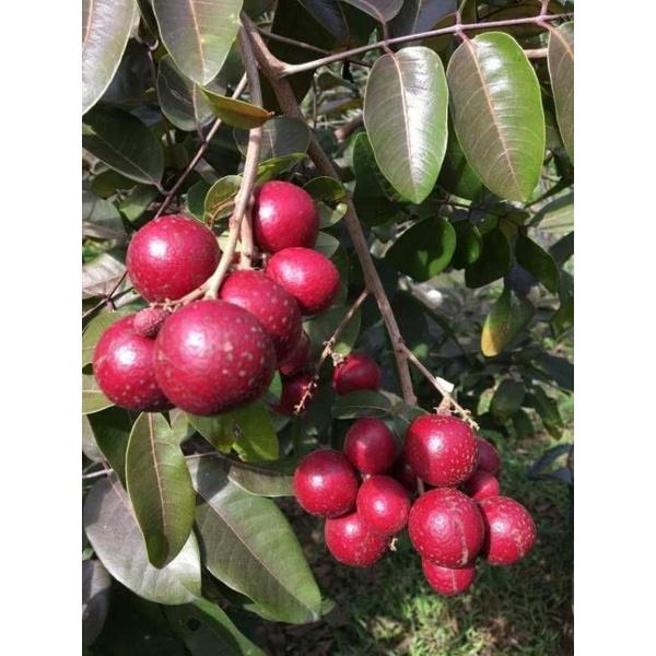 Cây Giống Nhãn Tím Ghép Chuẩn