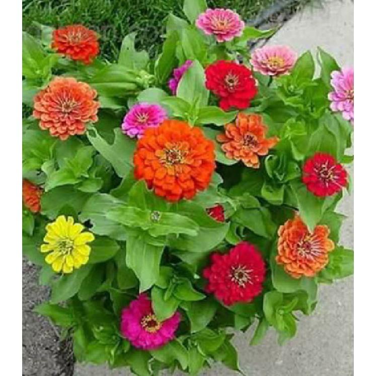 Hạt Giống Hoa Cúc SuSi Nhiều Màu - 50Hạt/gói