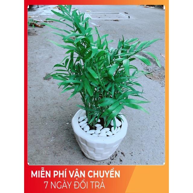 Chậu Cây Cau Tiểu Trâm