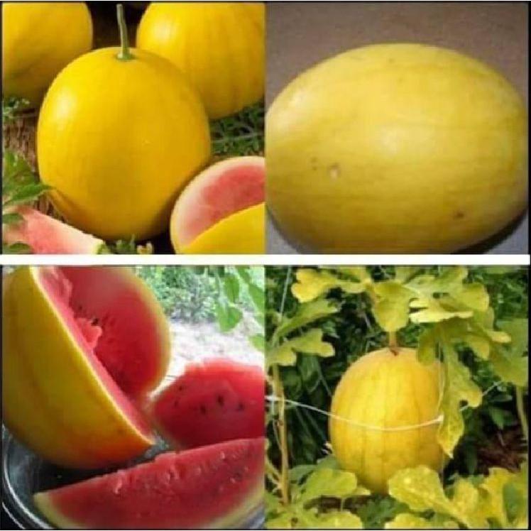 Hạt giống dưa hấu vỏ vàng ruột đỏ tặng 3 viên nén ươm hạt