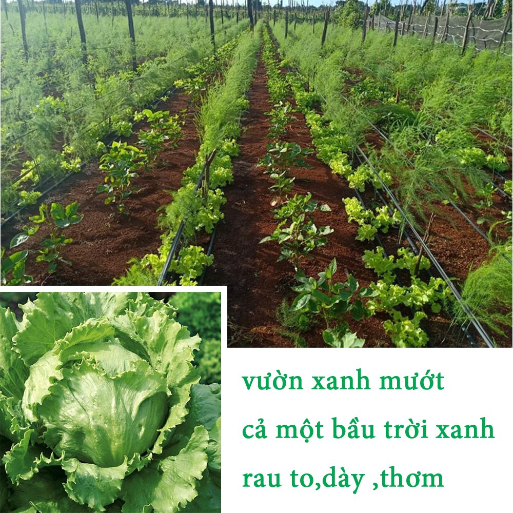 1 Lít - Phân Bón Hữu Cơ, Dịch đạm cá nước ngọt cô đặc, an toàn cho hệ sinh thái-76124