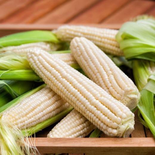 Hạt giống ngô nếp bắp cao sản siêu dễ trồng kháng bệnh tốt năng suất cao cửa hàng hạt giống uy tín
