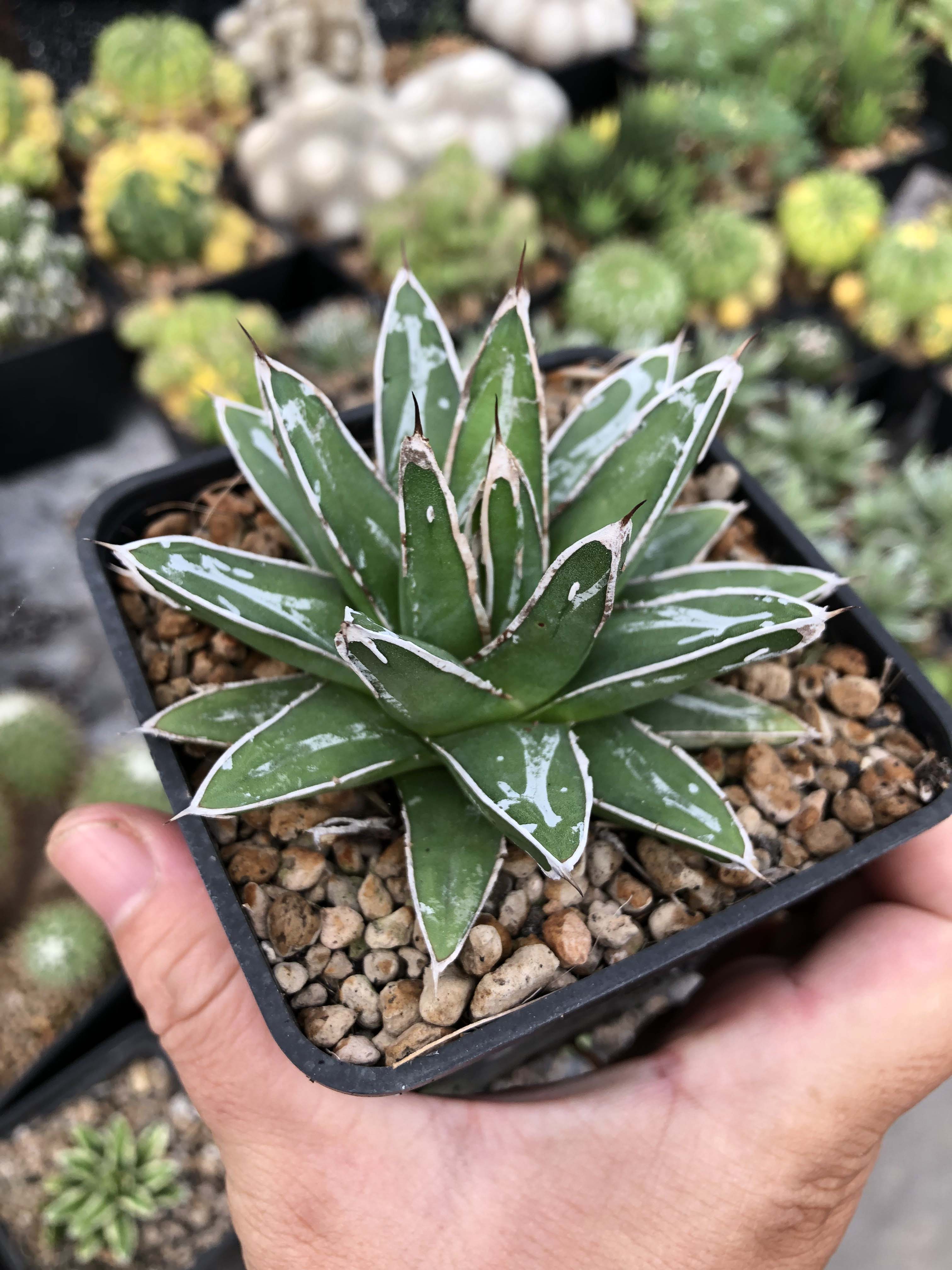 Sen đá (dứa agave victoria)