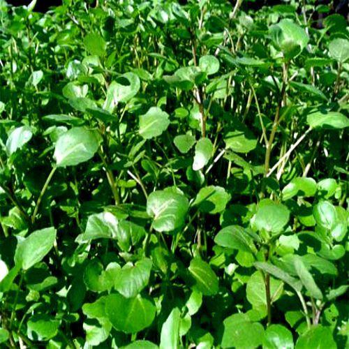 Hạt giống Rau Xà Lách Xoong Mỹ 1gram