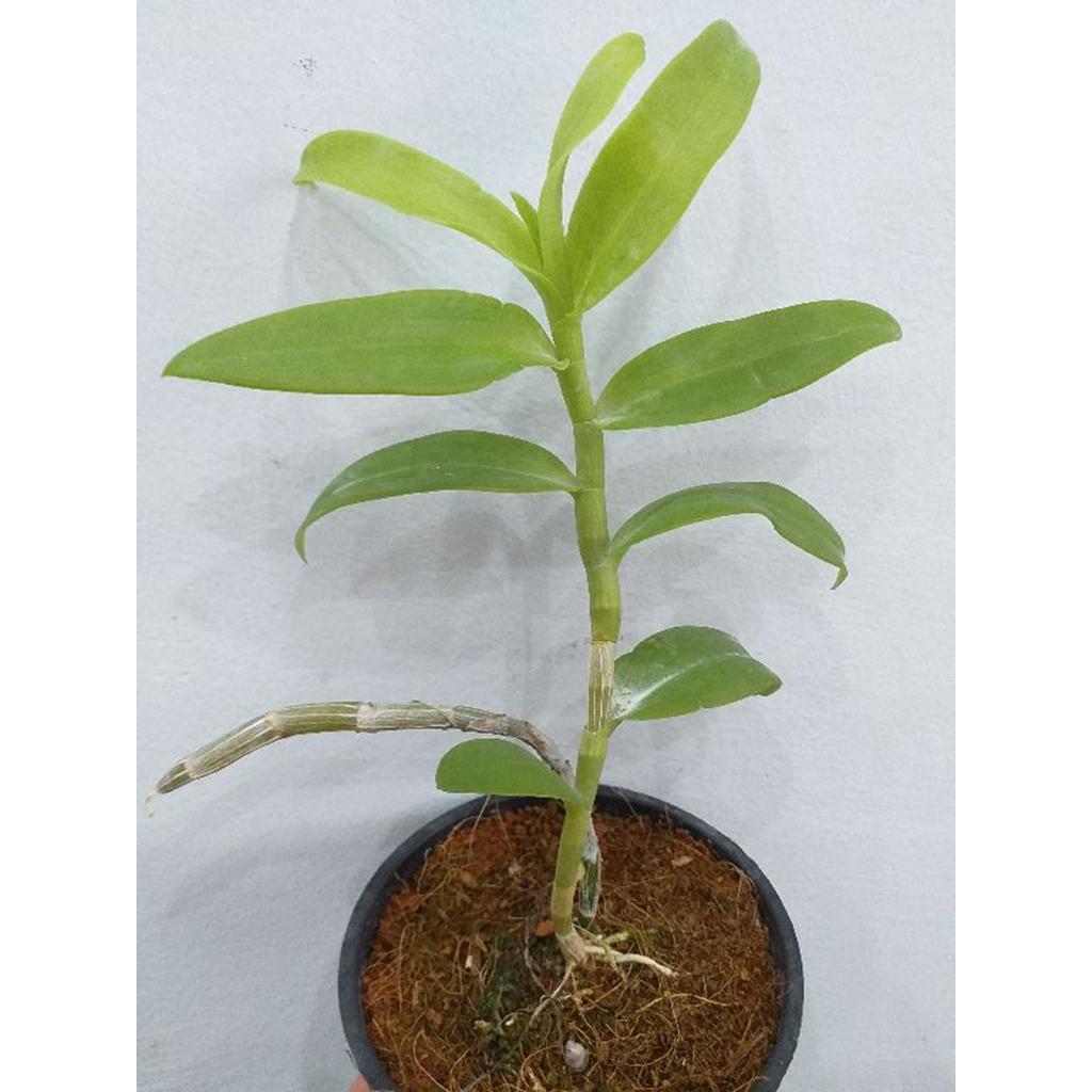 Phong lan - giả hạc hồng mỹ nhân