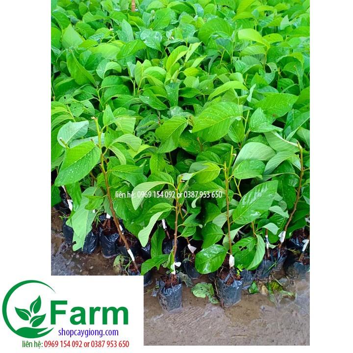 Cây na thái qua to đến 800g cây đẹp chuẩn giống