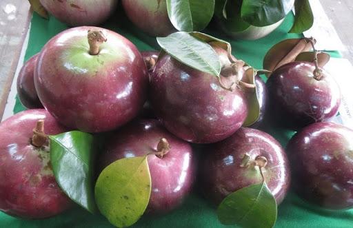 CÂY giống Vú Sữa Lò Rèn TRỒNG CHẬU .