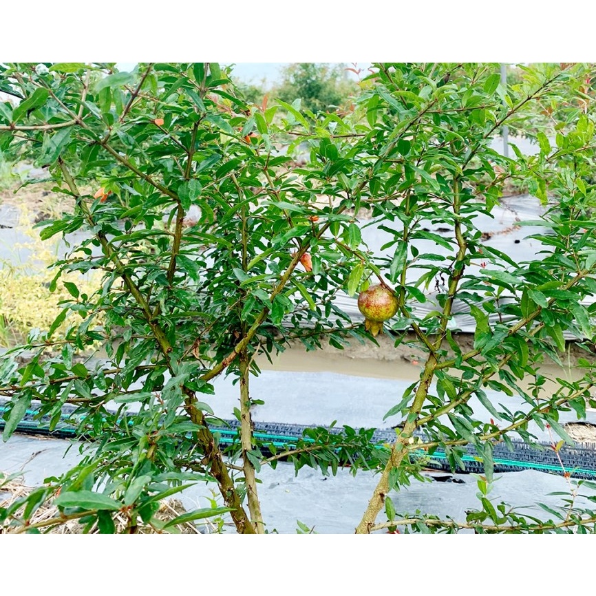 Cây Giống Lựu Peru_Lựu ĐỎ trái to 500-700gr