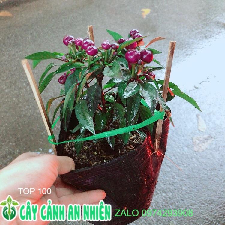 Bụi Ớt Tím