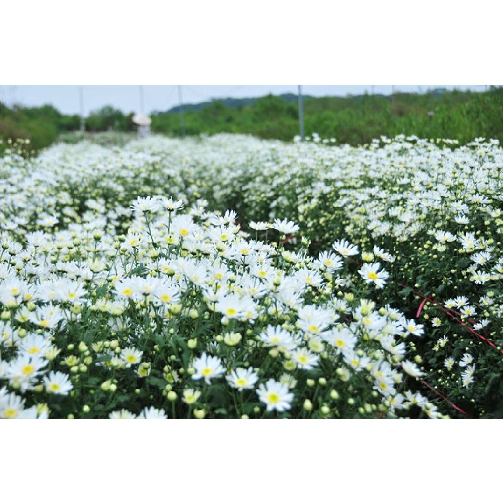 Hạt giống hoa cúc họa mi trắng-gói 50 hạt