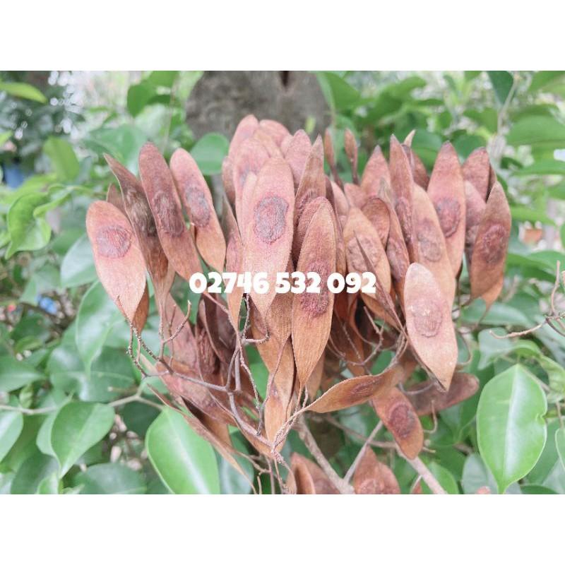 HẠT GIỐNG GỖ SƯA ĐỎ QUÝ