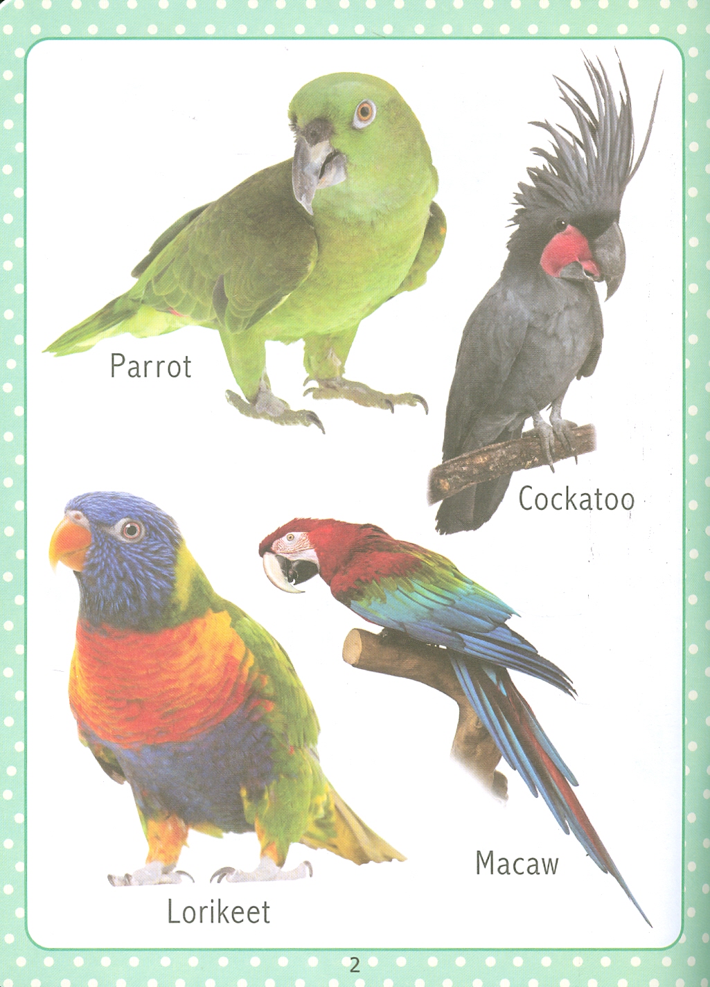 Hình ảnh My First Early Learning - Birds Book (Bài học đầu tiên của tôi - Sách về các loài chim)