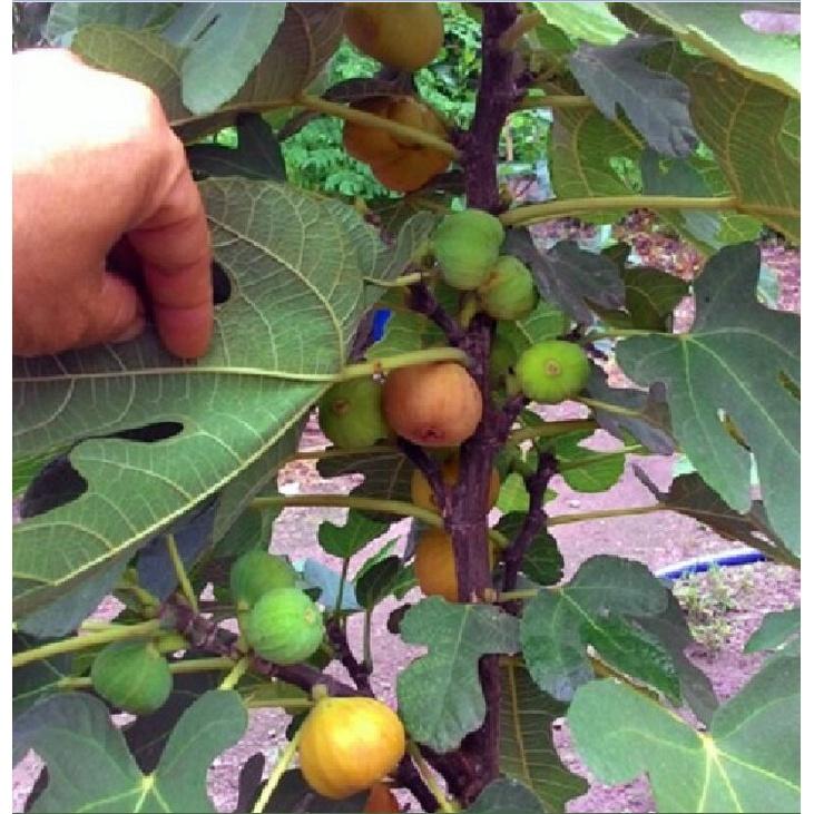 Hạt giống sung ngọt Mỹ  Gói 10 hạt/tặng kèm gói phân bón lót