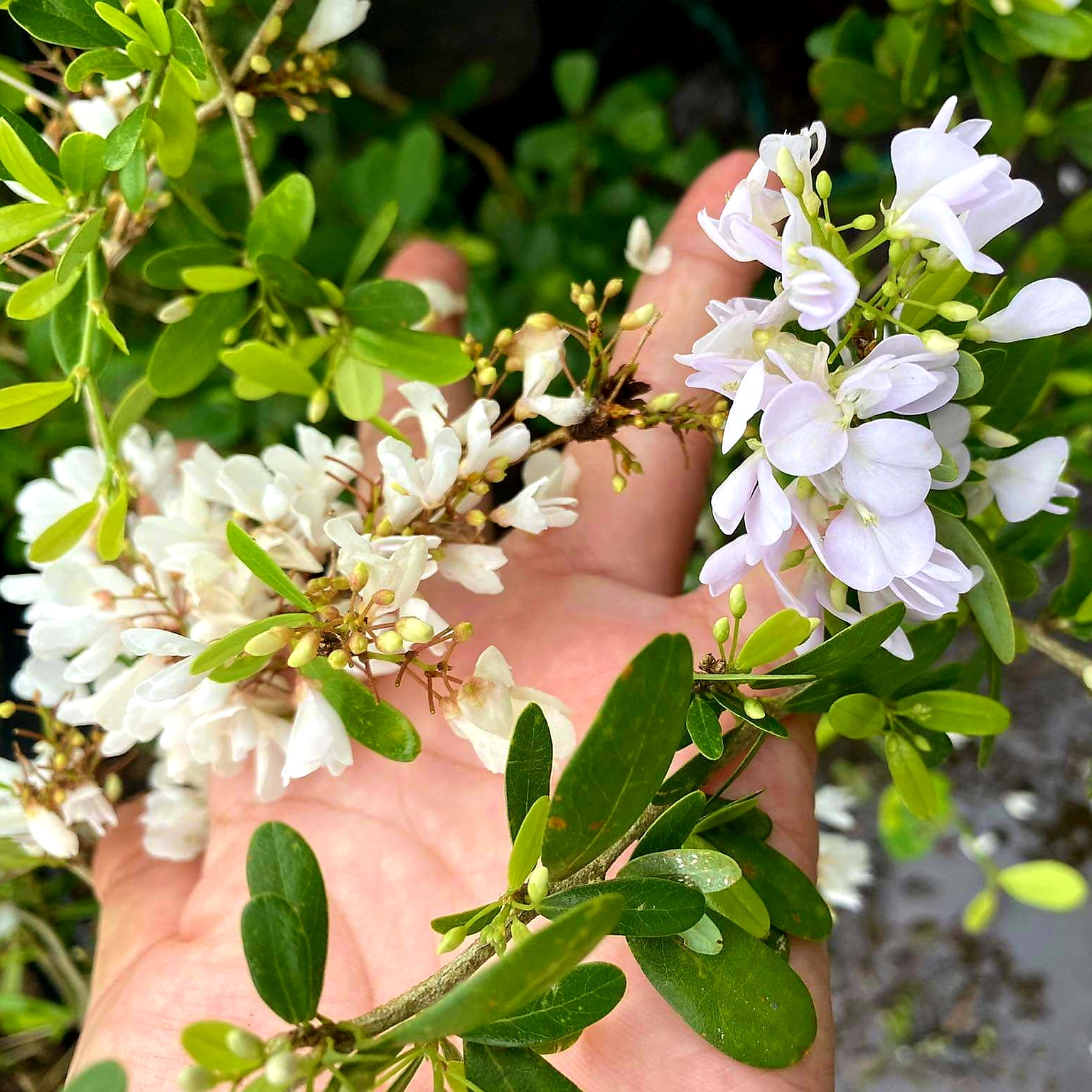 Cây linh sam hoa màu trắng tinh khiết, hoa quanh năm, cây dễ trồng, ít sâu bệnh