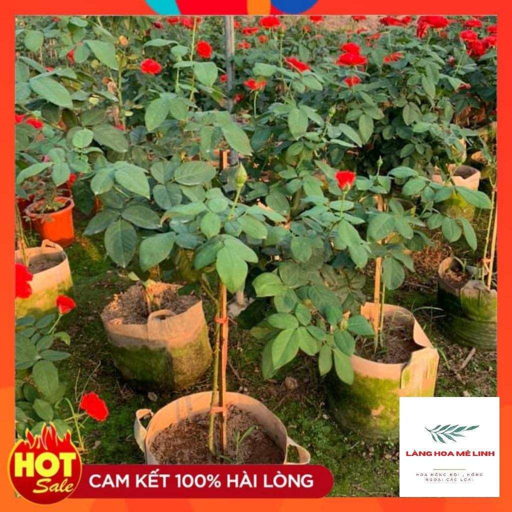 HOA HỒNG NGOẠI TỐ NỮ - CÂY DỄ TRỒNG , MÀU ĐỎ TƯƠI.-
