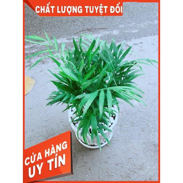 Chậu Cây Cau Tiểu Trâm