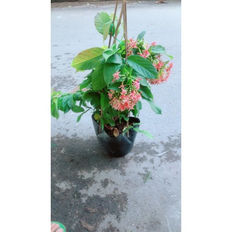 Dây Sử Quân Tử