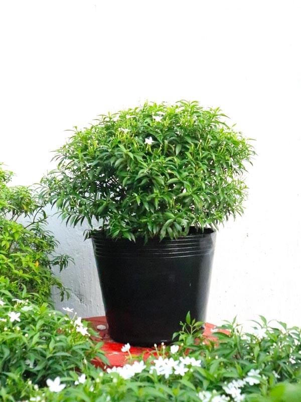 BẦU CÂY GIỐNG MAI VẠN PHÚC - GỬI ĐI NGUYÊN CHẬU