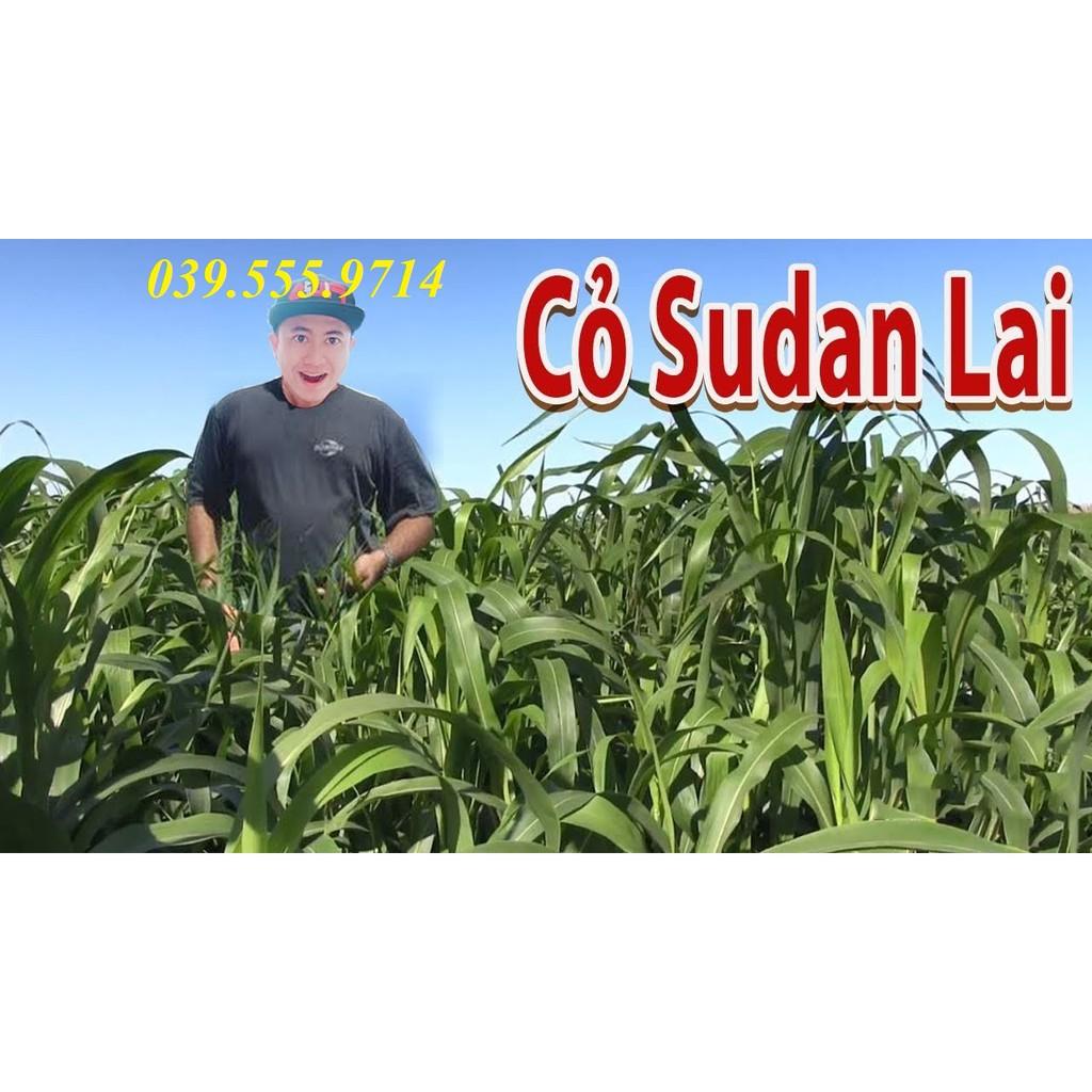 Hạt Cỏ Sudan Lai 300g - Cỏ Chăn Nuôi