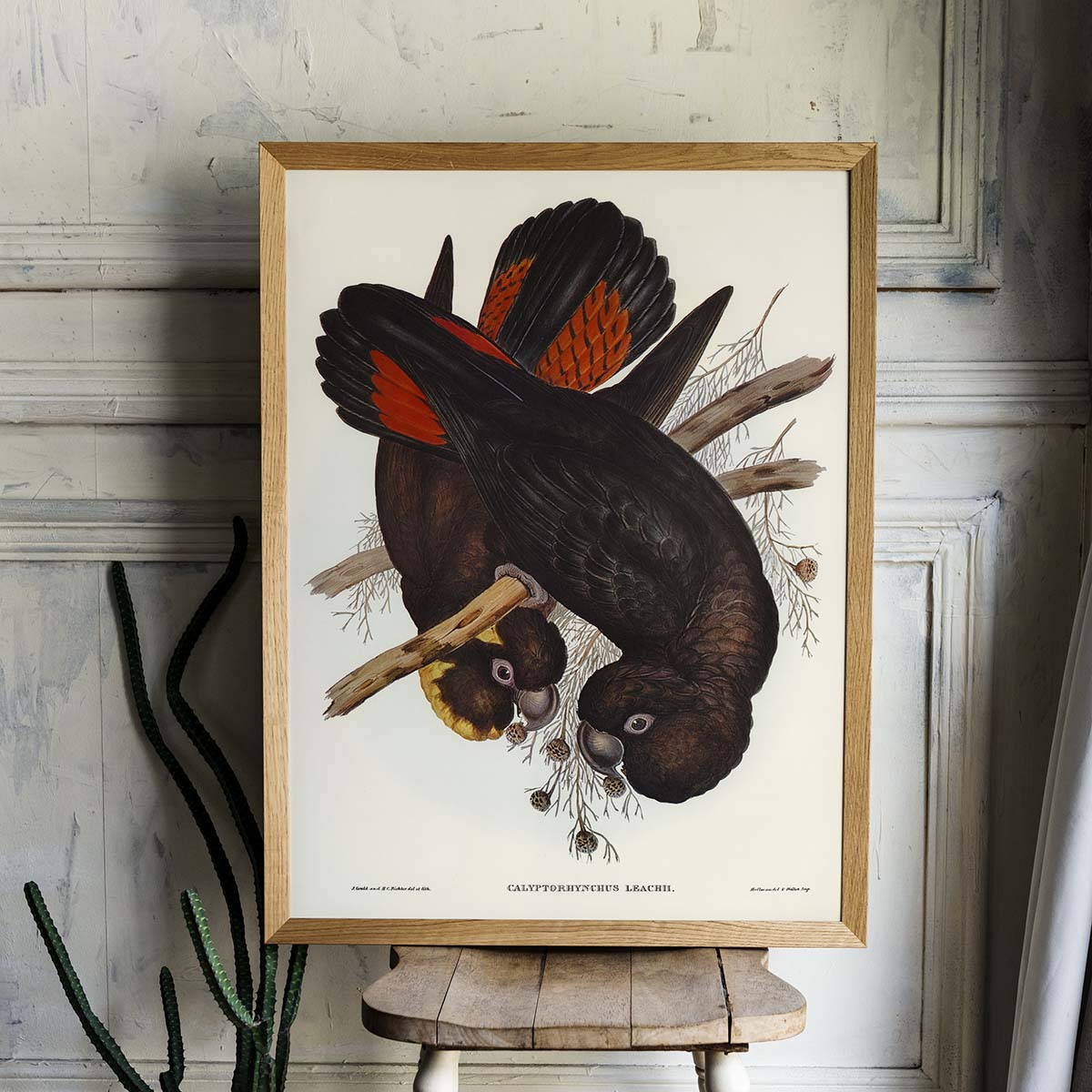 Tranh Canvas treo tường chim vẹt - B018